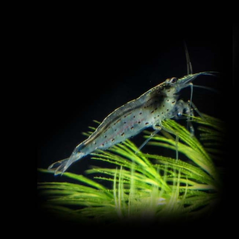 Australian Amano Shrimp