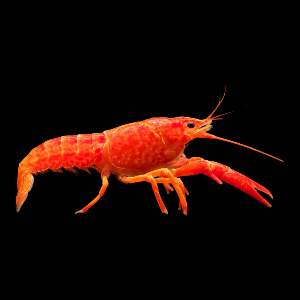 Crayfish & Lobsters