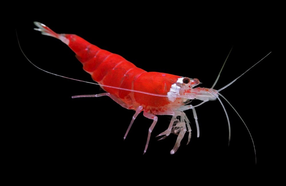 From Flowing Fins to Colourful Cleaners – Discover Our New Fishes & Shrimps!!!