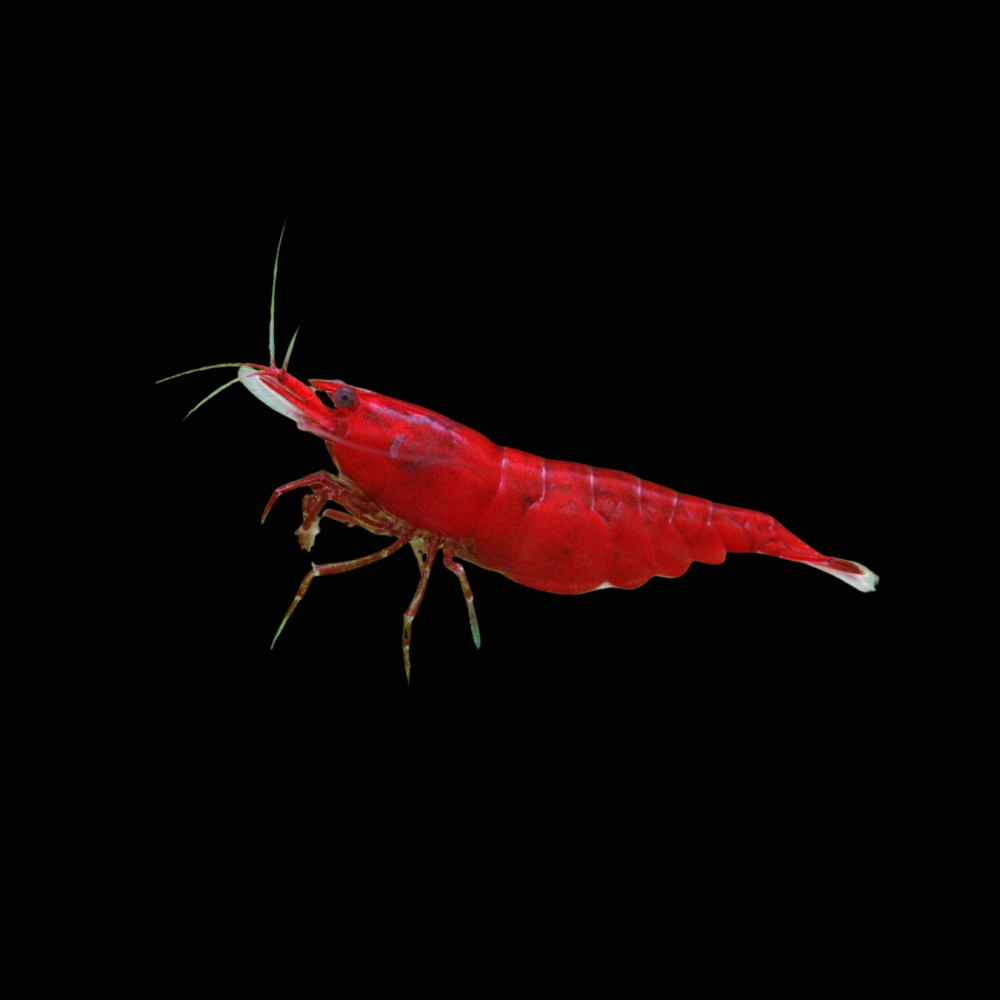 Bloody Mary Shrimp
