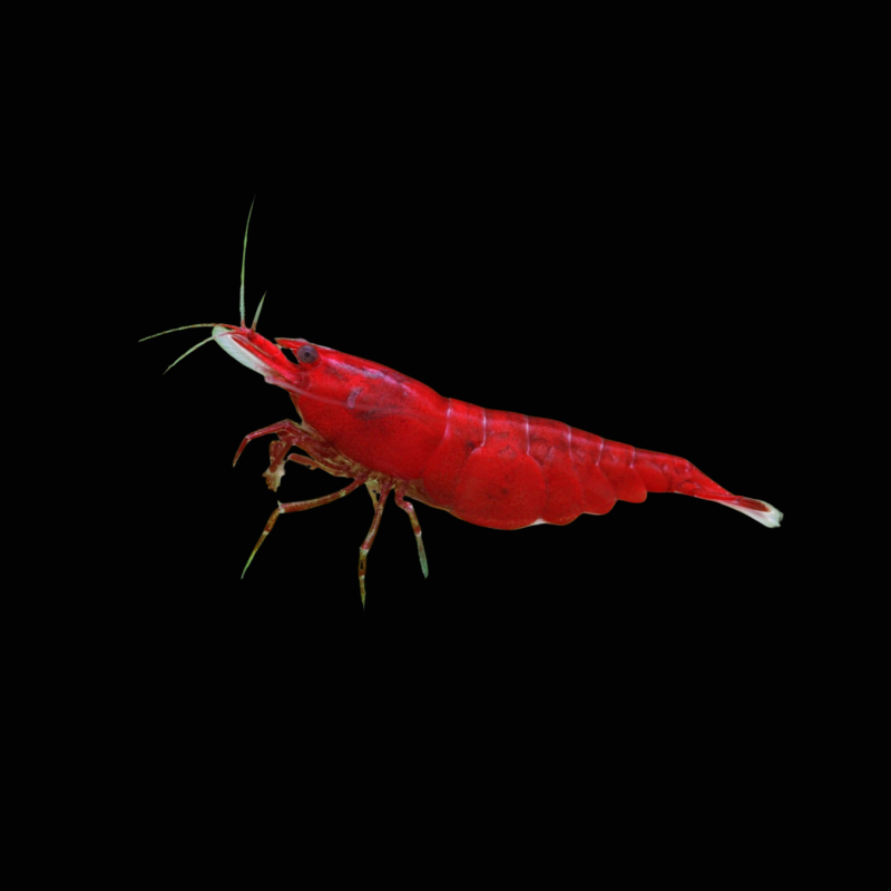 Bloody Mary Shrimp