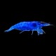Blue Shrimp