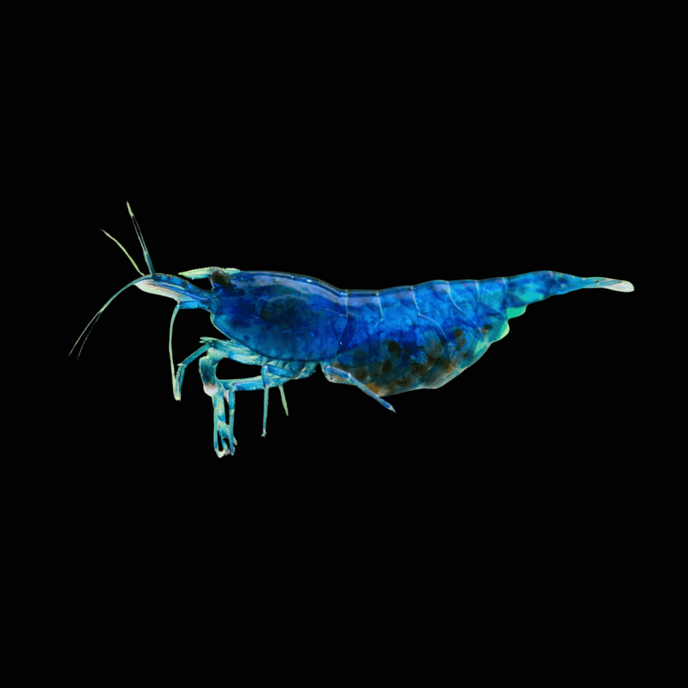 Blue Velvet Shrimp