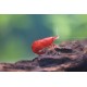 Red Sakura Shrimp