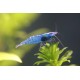 Blue Shrimp