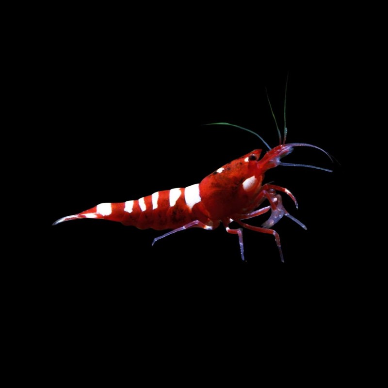Red Pinto Shrimp
