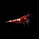 Red Pinto Shrimp