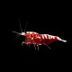 Red Pinto Shrimp
