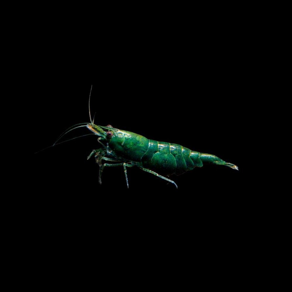 Green Babaulti Shrimp