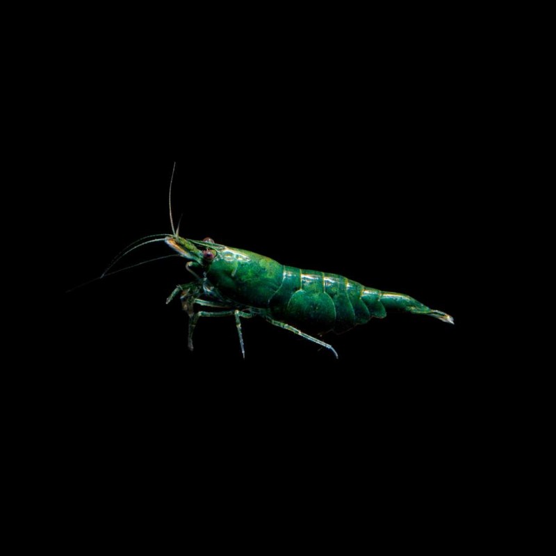 Green Babaulti Shrimp