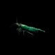 Green Babaulti Shrimp