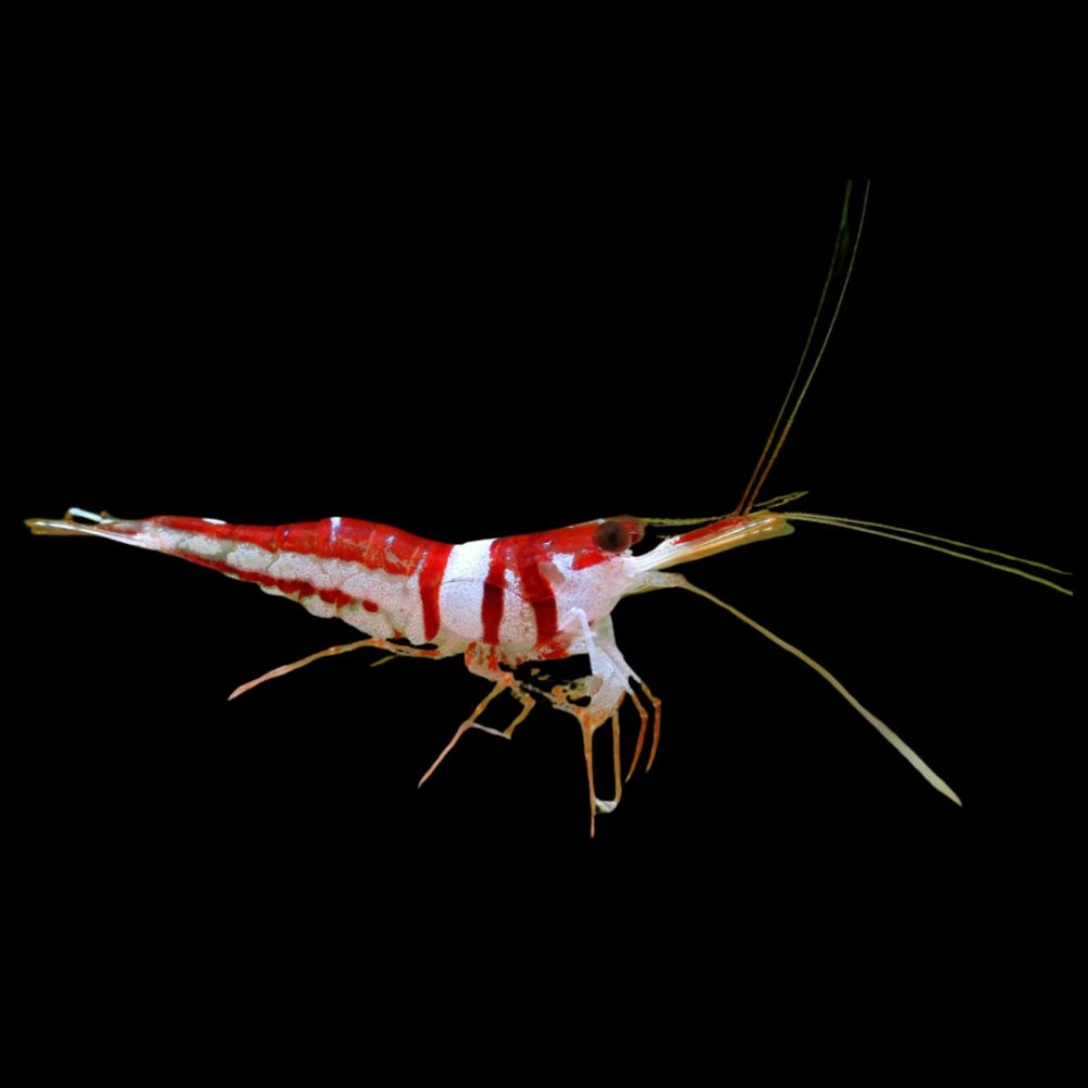 Sulawesi Harlequin Shrimp