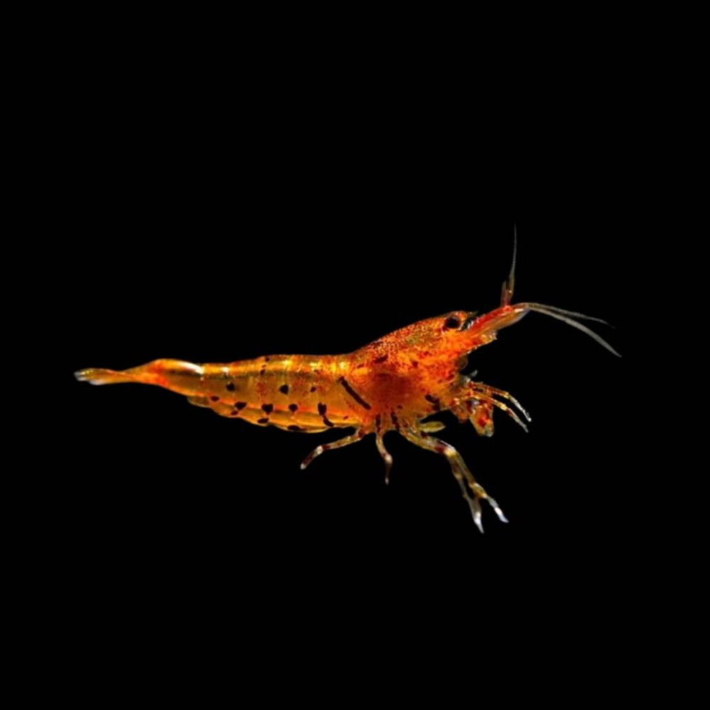 Tiger Tangerine Caridina Shrimp