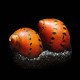Spotted Nerite Snail