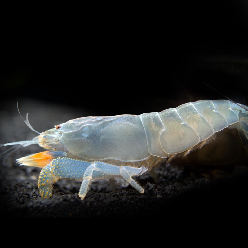 Viper Shrimp
