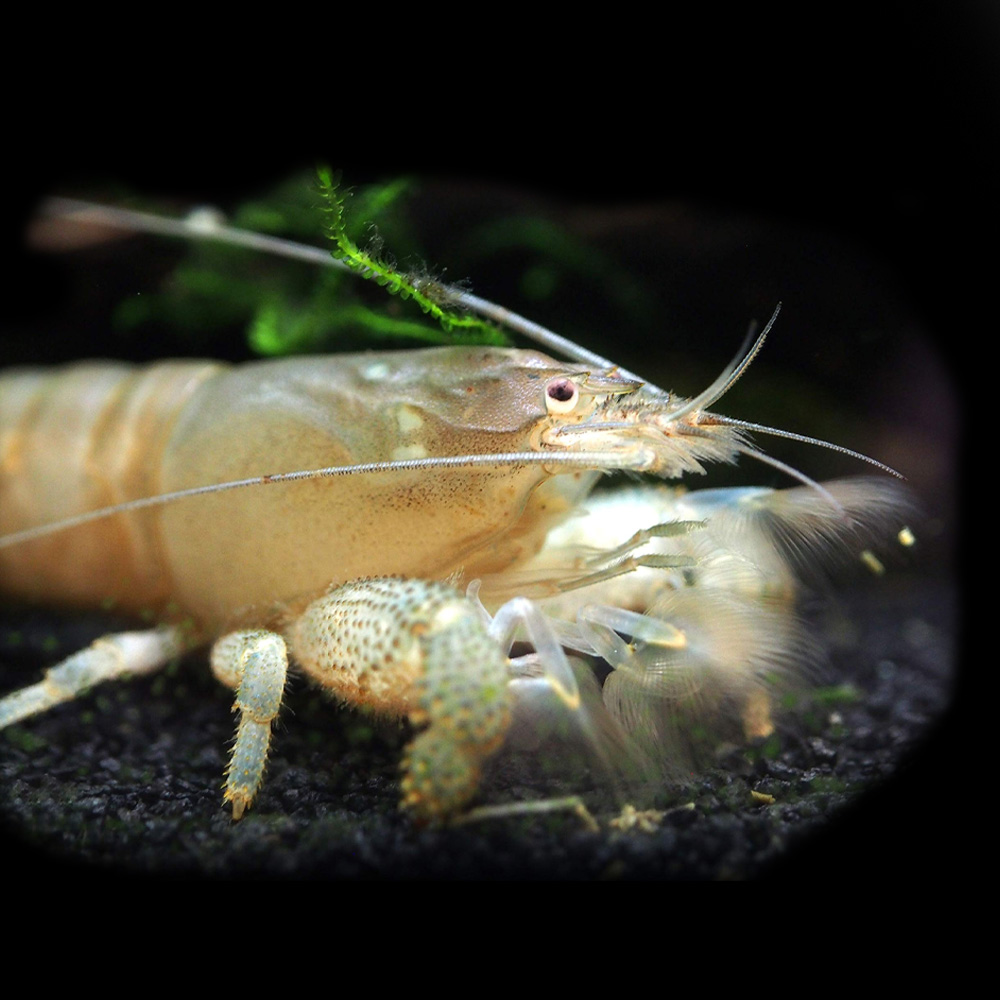 Viper Shrimp