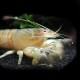 Viper Shrimp