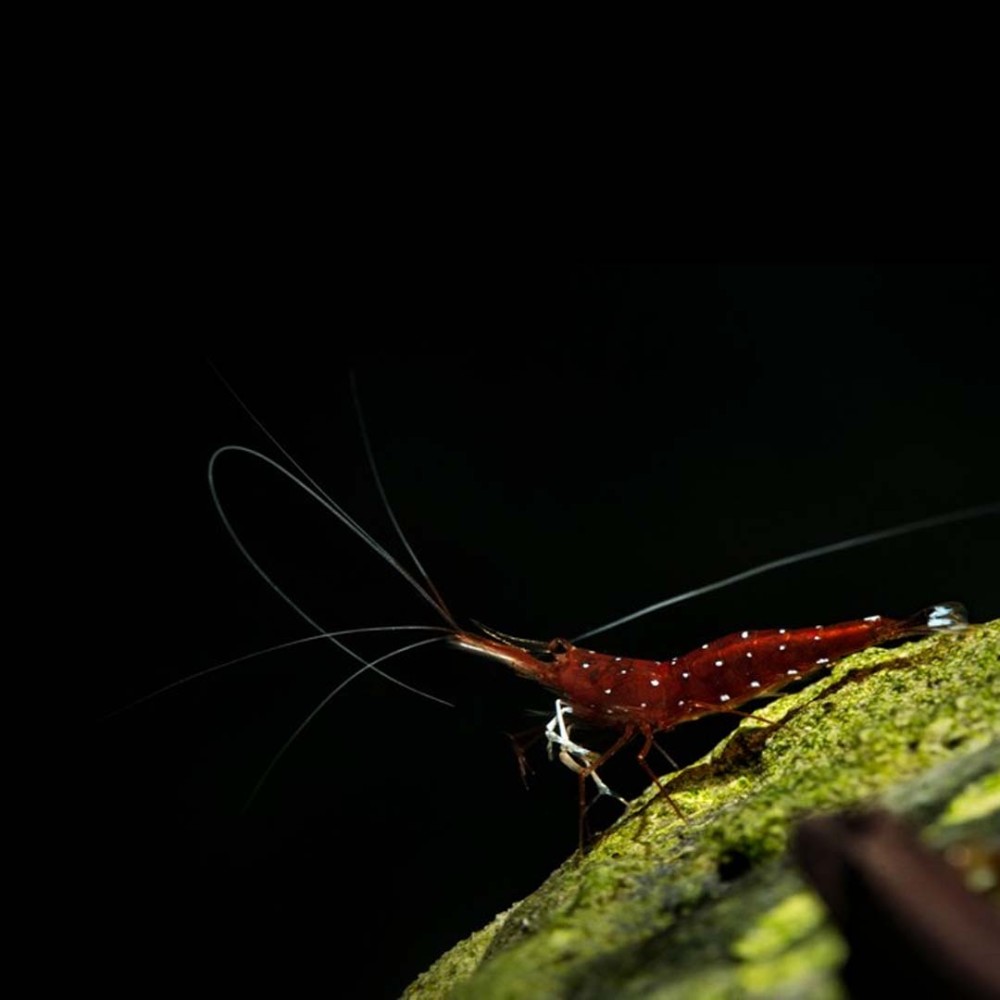 Caridina Dennerli