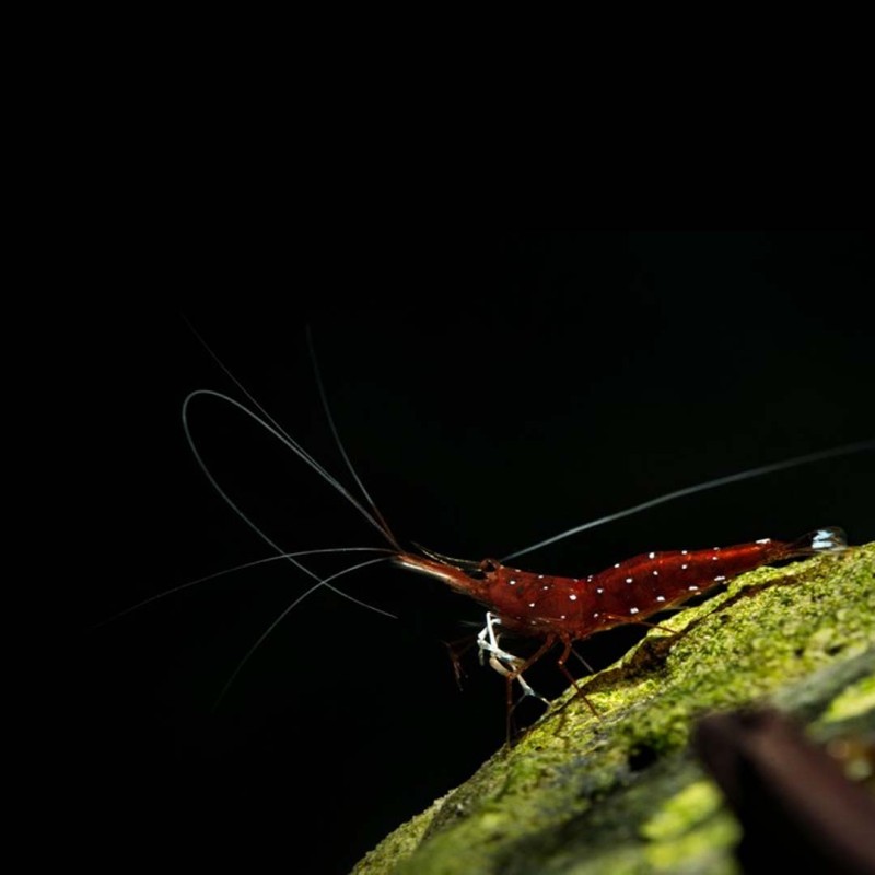 Caridina Dennerli