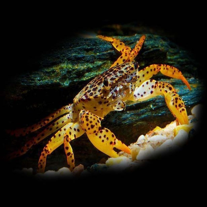 Panther Crab