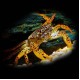 Panther Crab