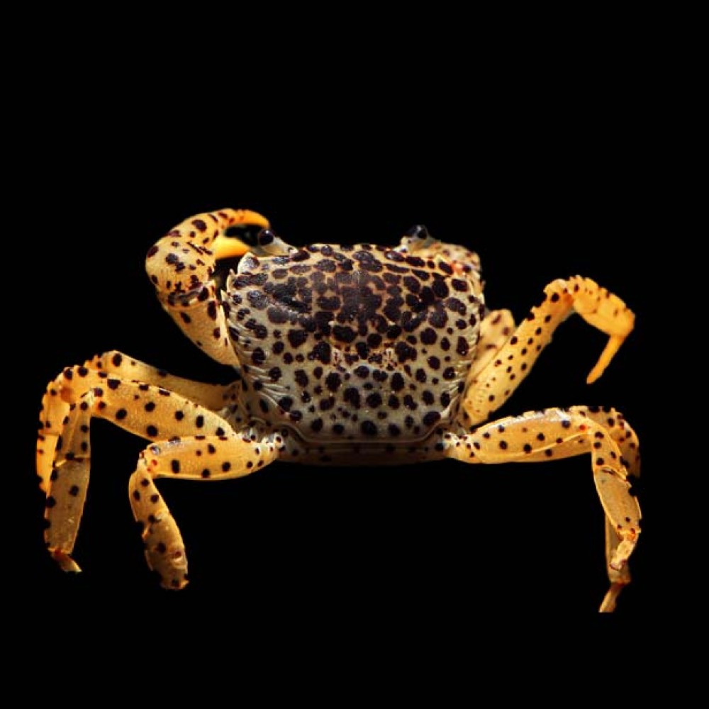 Panther Crab