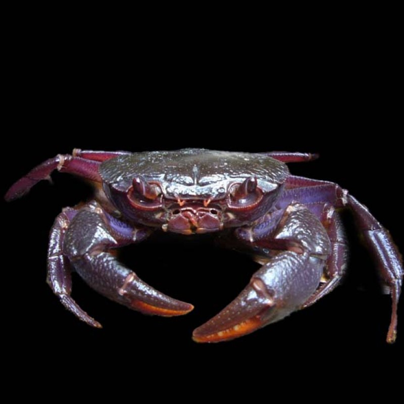 Purple Matano Crab