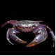 Purple Matano Crab