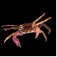 Purple Matano Crab
