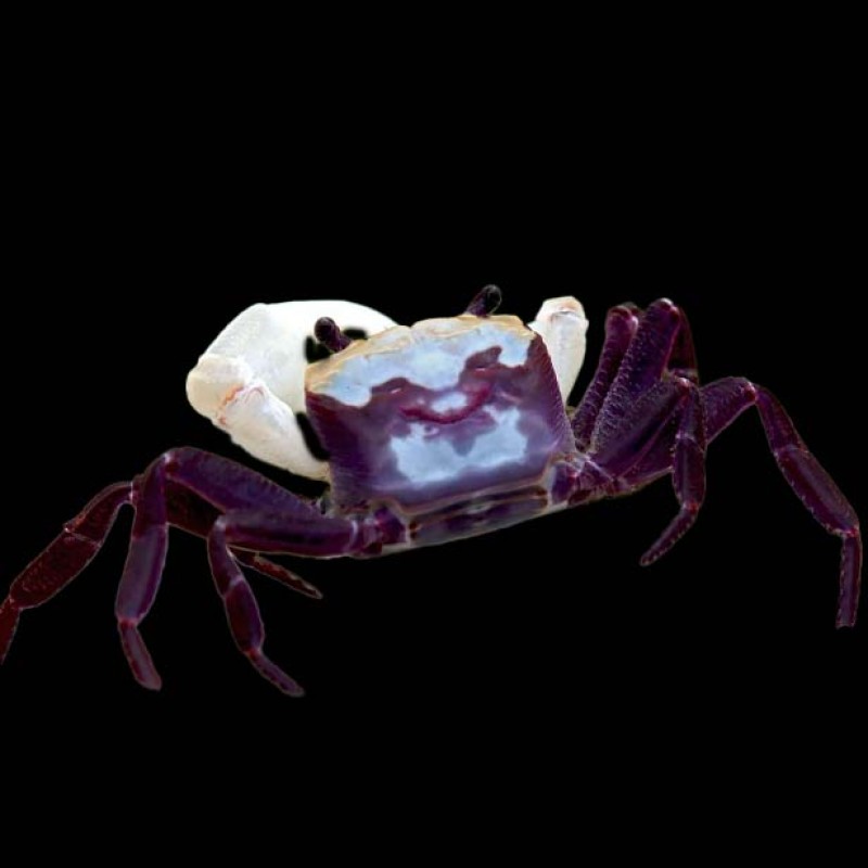 White Claw Towuti Crab