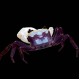 White Claw Towuti Crab