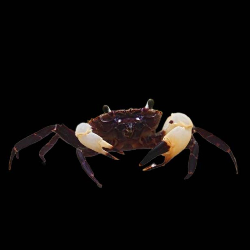 White Claw Towuti Crab