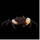 White Claw Towuti Crab
