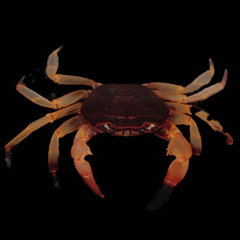 White Leg Matano Crab