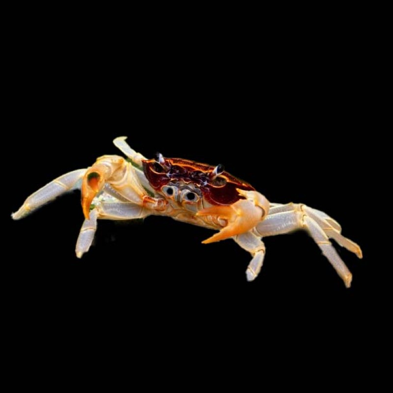 White Leg Matano Crab