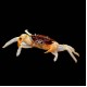 White Leg Matano Crab