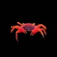 Vampire Crab