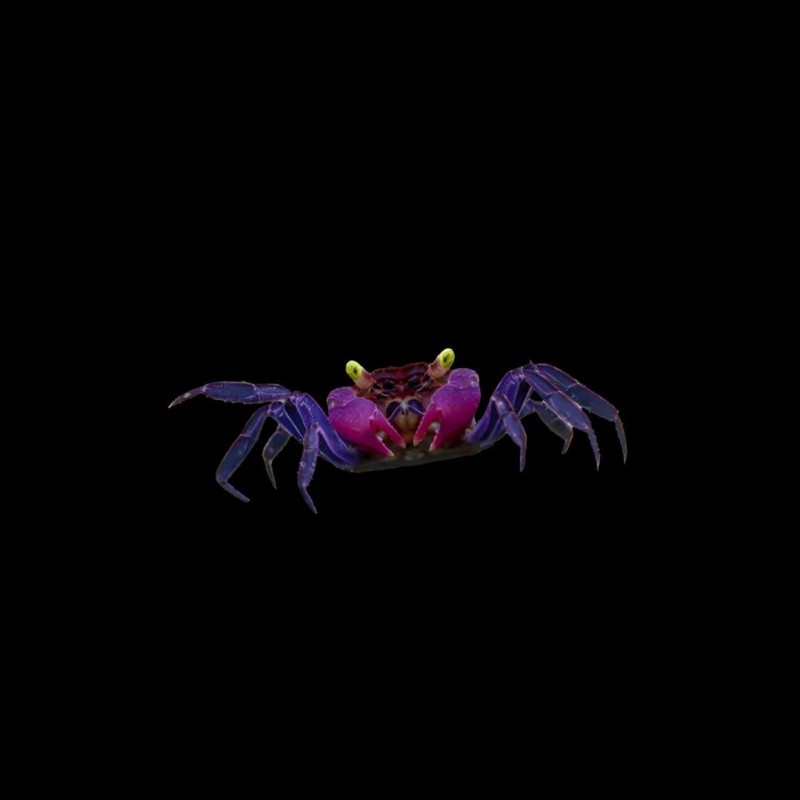 Vampire Crab