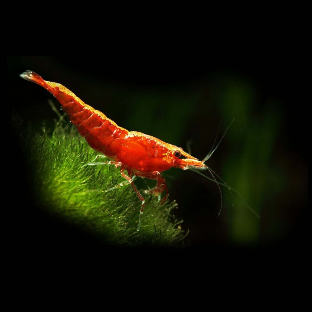 Red Fire / Cherry Shrimp