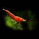 Red Fire / Cherry Shrimp