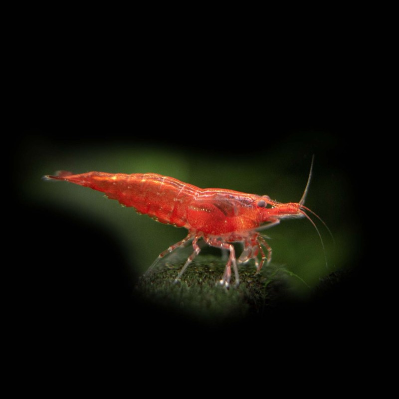 Red Fire / Cherry Shrimp