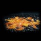 Orange Sunkist Shrimp