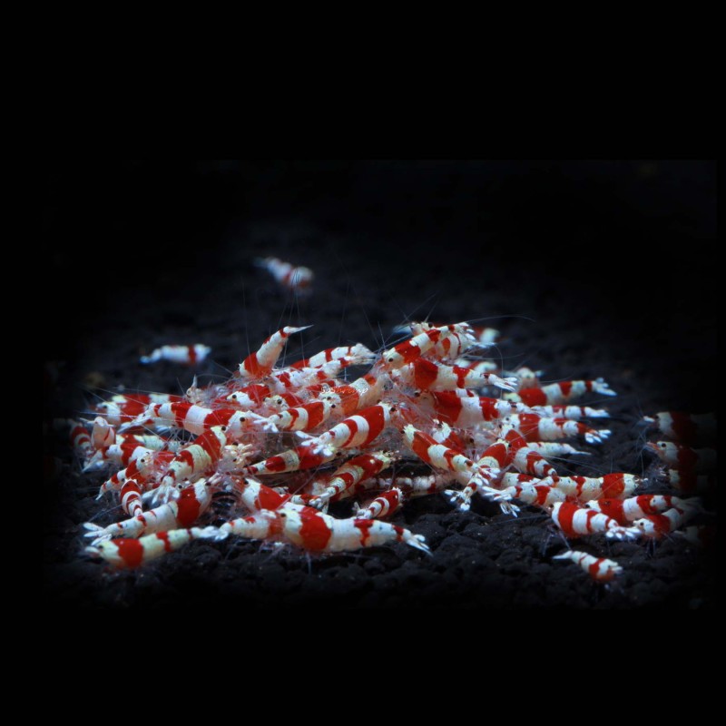 Crystal Red Bee Shrimp