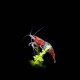Red Rili Shrimp