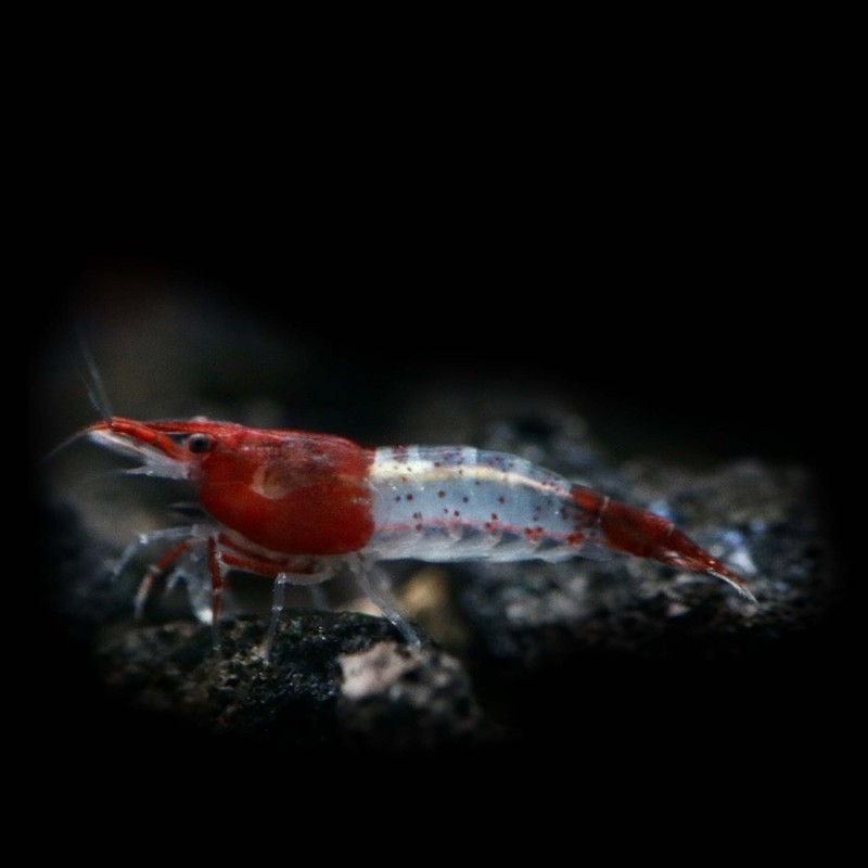 Red Rili Shrimp