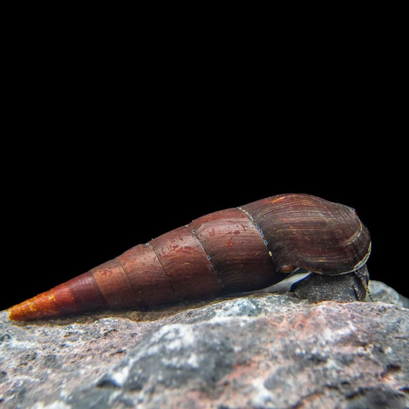 Cappuchino Snail
