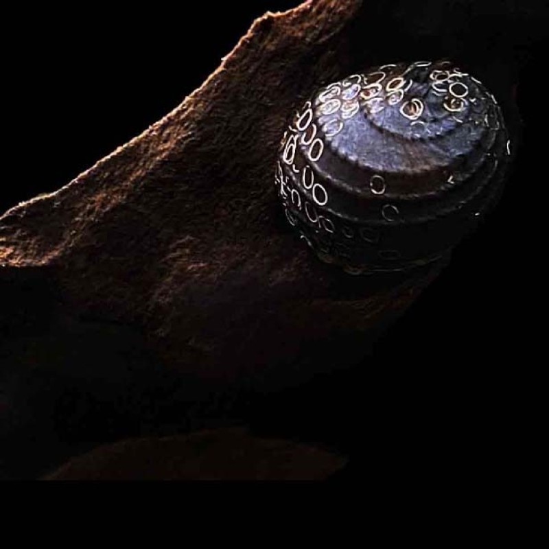 King Koopa Nerite Snail
