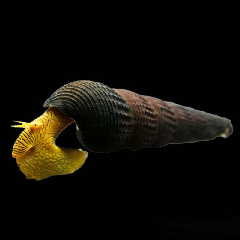 Yellow Rabbit Snail