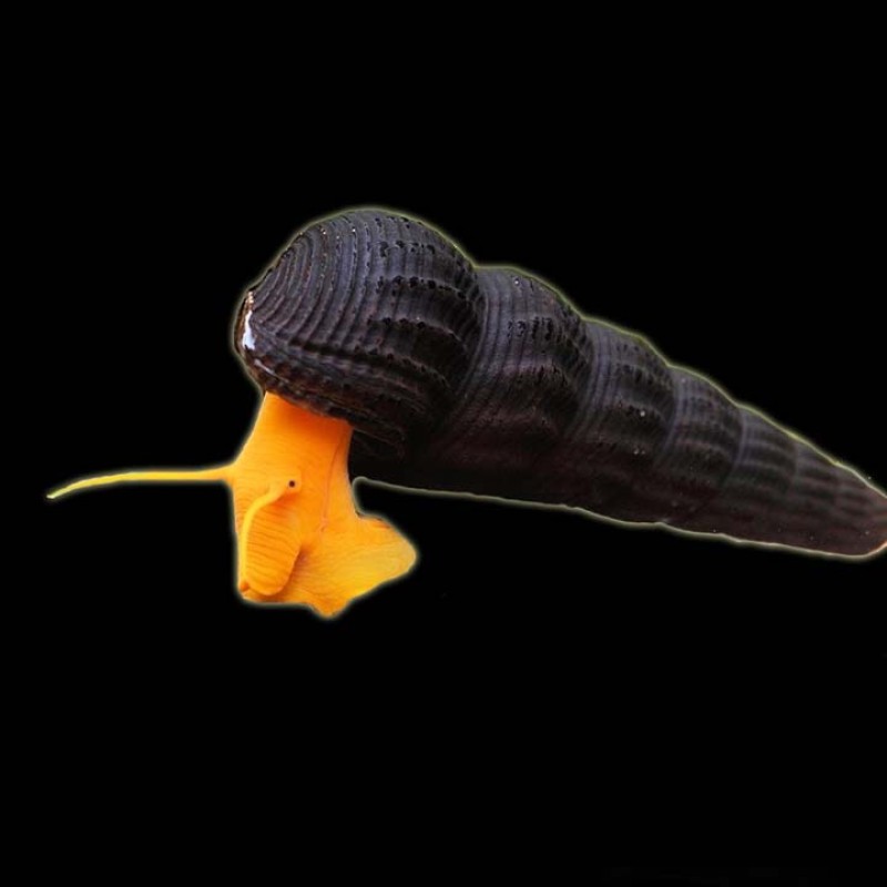 Yellow Rabbit Snail