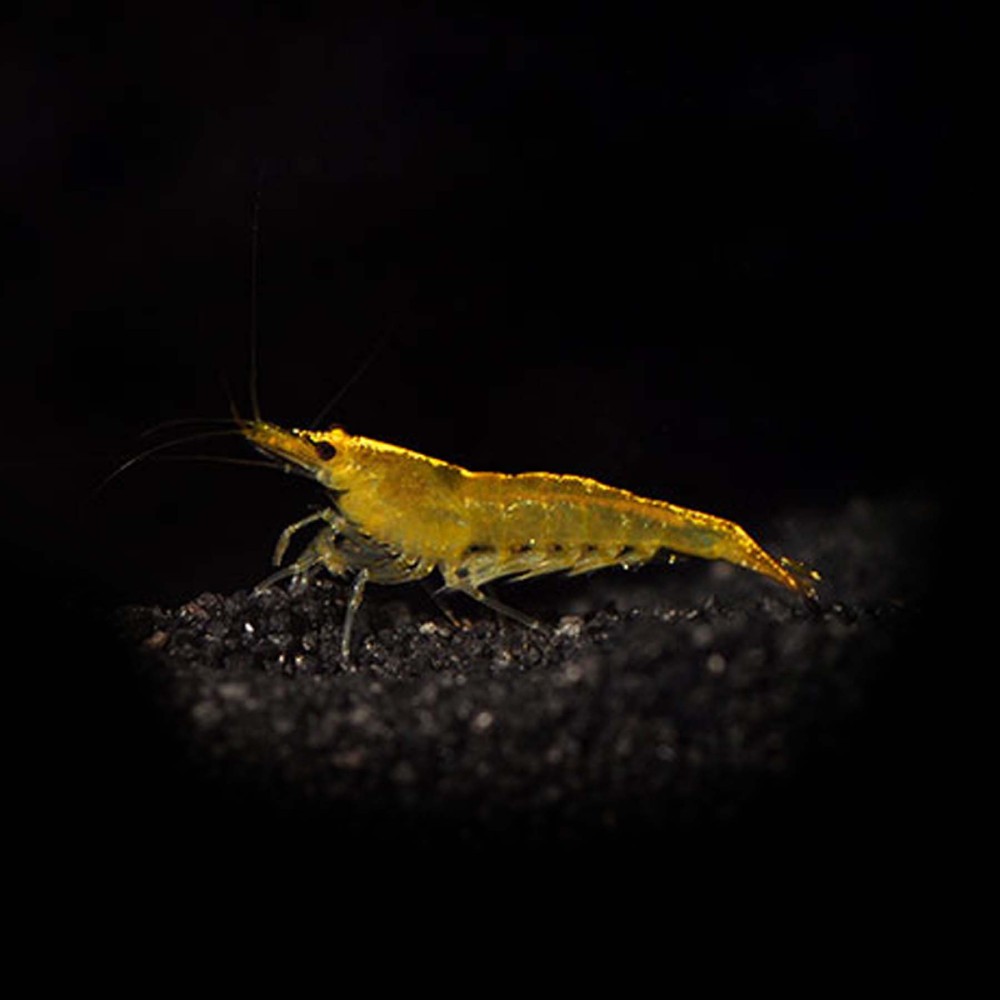 Yellow Shrimp